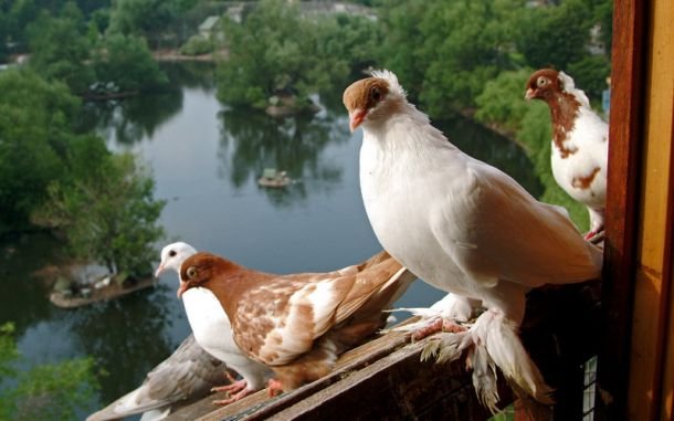 Обладатели «птичьих» фамилий получат скидку на посещение Московского зоопарка